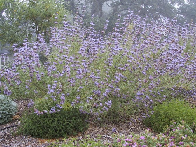 Winnifred Gilman Dark Blue Sage