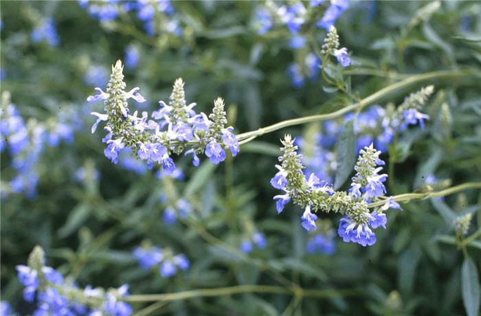 Blue Spike Sage