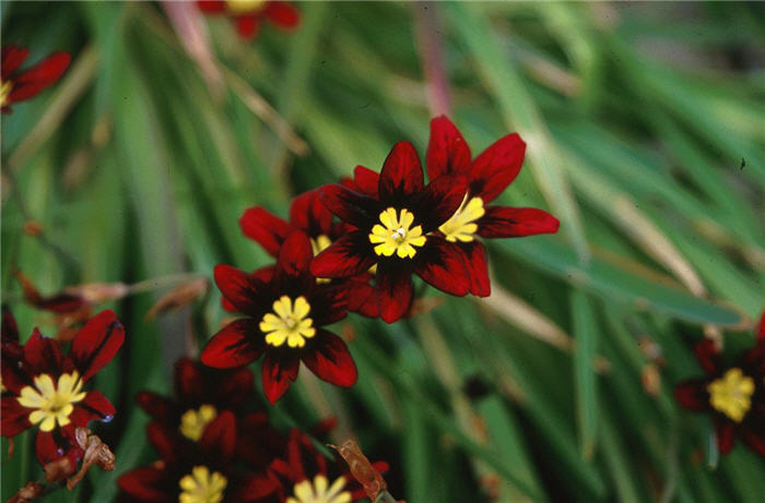 Plant photo of: Sparaxis tricolor