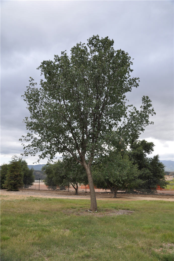 Quercus kelloggii