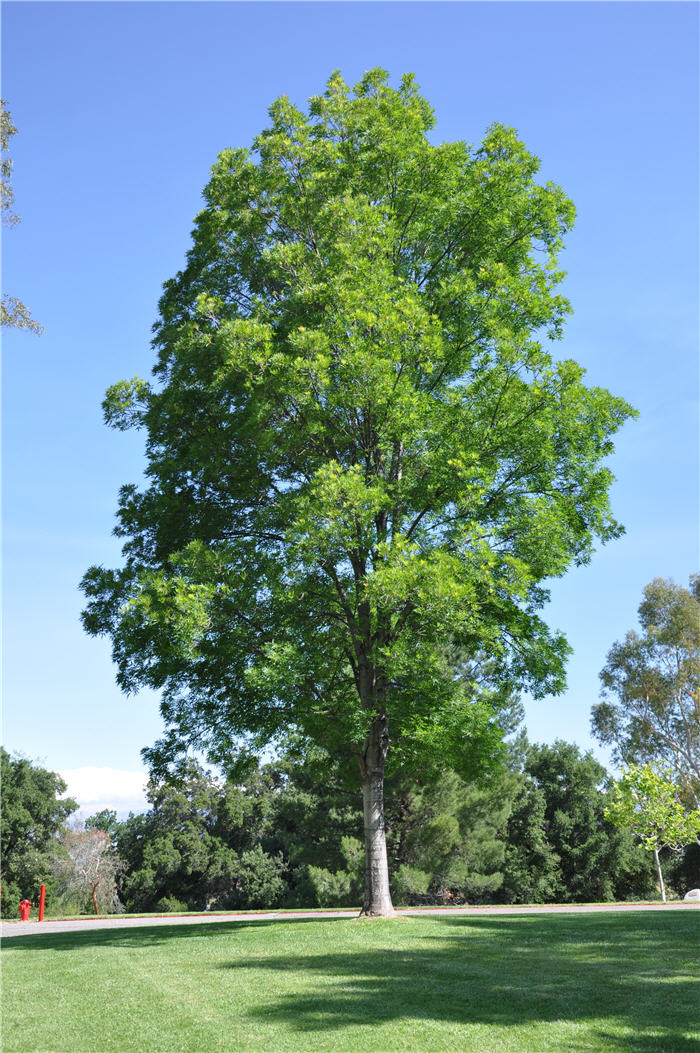 Plant photo of: Fraxinus uhdei