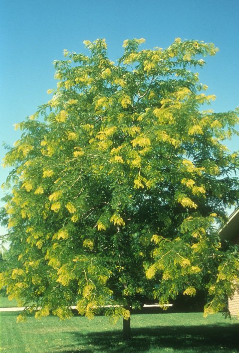 Sunburst Honey Locust