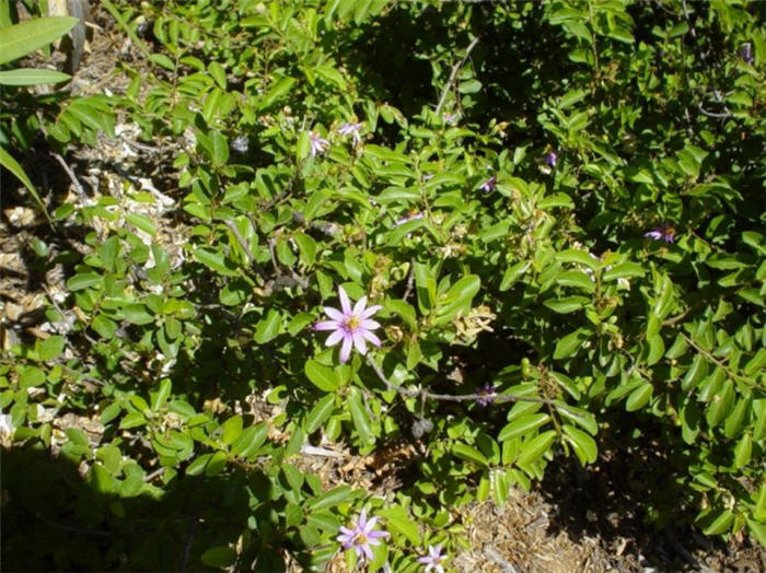 Lavender Starflower