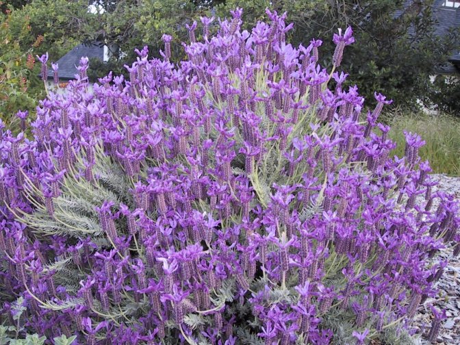 Spanish Lavender