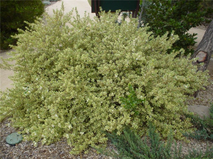 Myrtus communis 'Variegata'