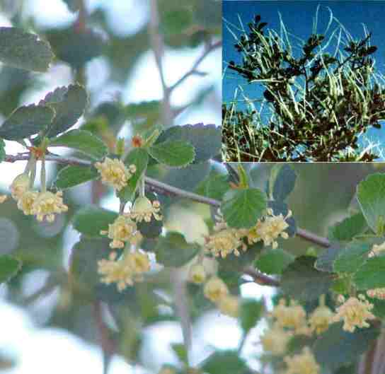 Mountain Mahogany, Hardtack