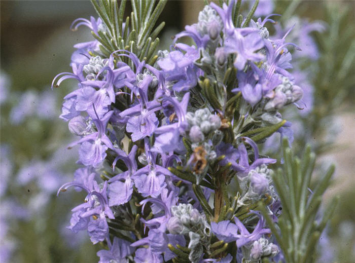 Rosmarinus officinalis 'Tuscan Blue'