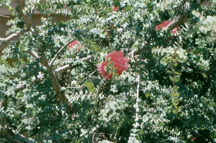 Melaleuca elliptica