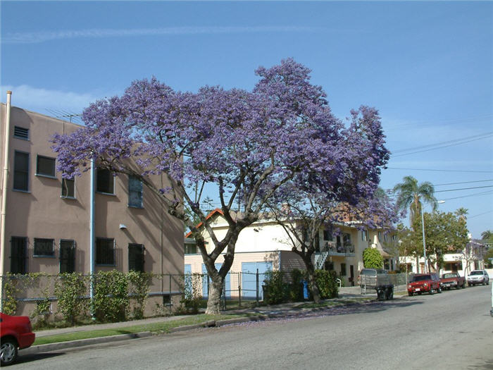 Jacaranda mimosifolia