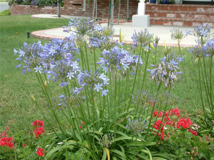 Dwarf Blue Lily of the Nile