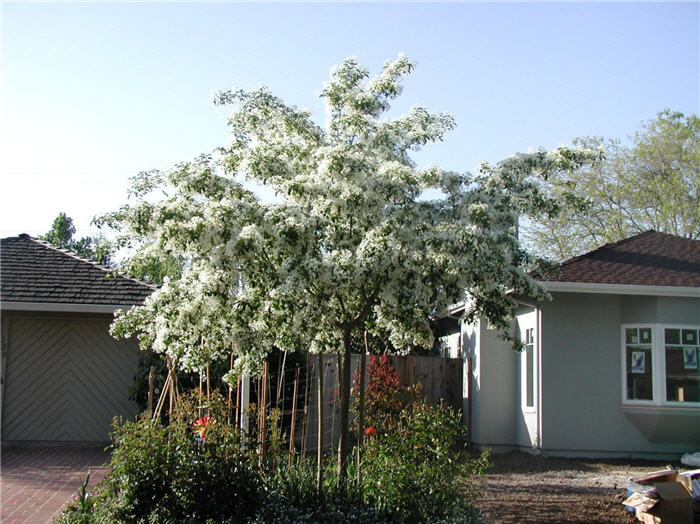 Chinese Fringe Tree