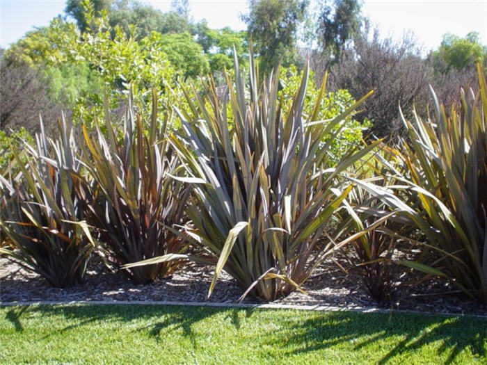 Plant photo of: Phormium 'Dusky Chief'