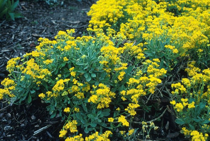 Basket of Gold