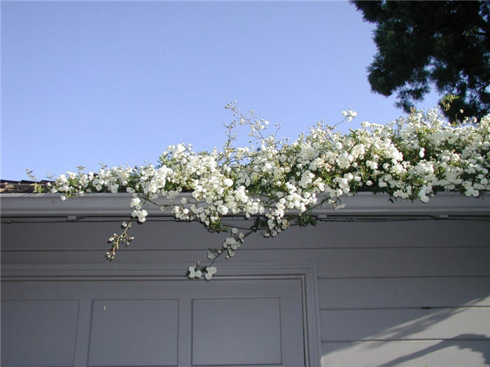 Plant photo of: Rosa banksiae 'Alba Plena'