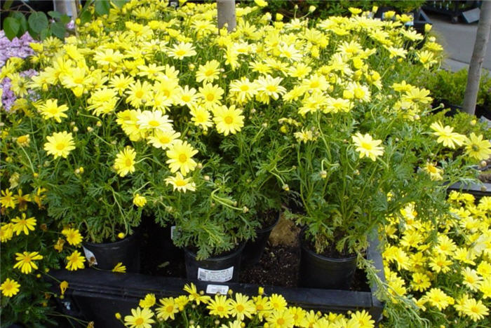 Marguerite Daisy Dwarf Yellow