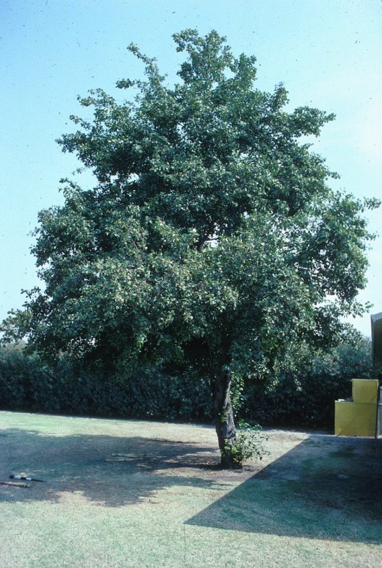 Alnus cordata