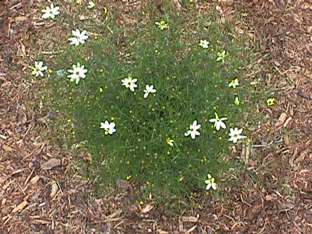 Threadleaf Coreopsis