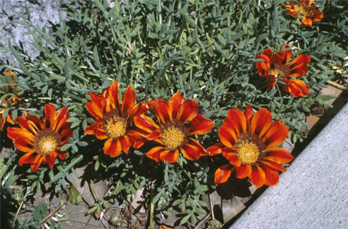 Plant photo of: Gazania clumping 'Copper King'