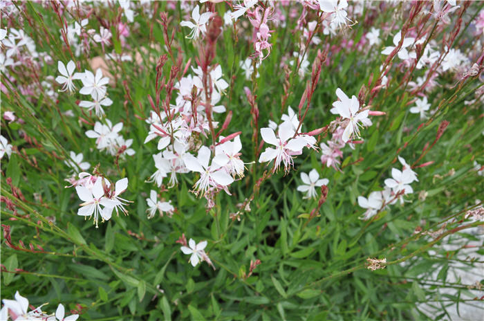 Plant photo of: Gaura lindheimeri