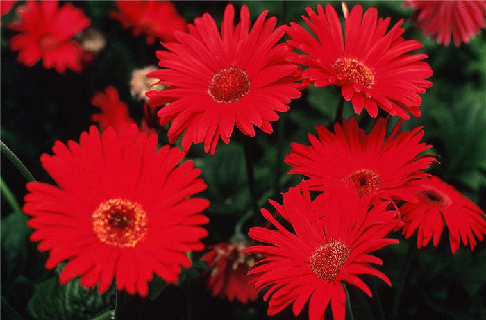 Gerbera,Transvaal Daisy