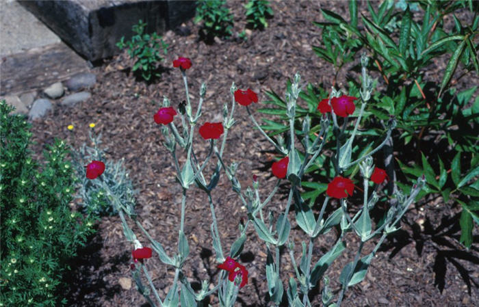 Rose Campion, Crown-Pink