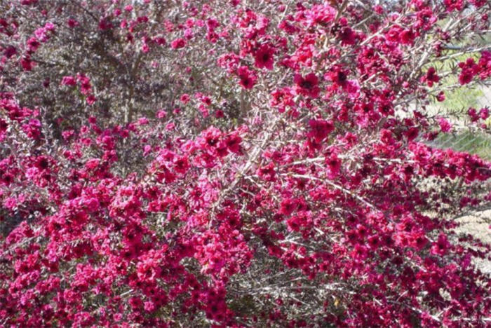 Ruby Glow Manuka Tea Tree