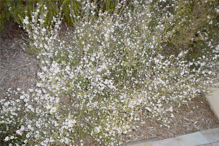 Snow White Manuka Tea Tree