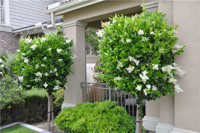 Plant photo of: Ligustrum japonicum 'Texanum'