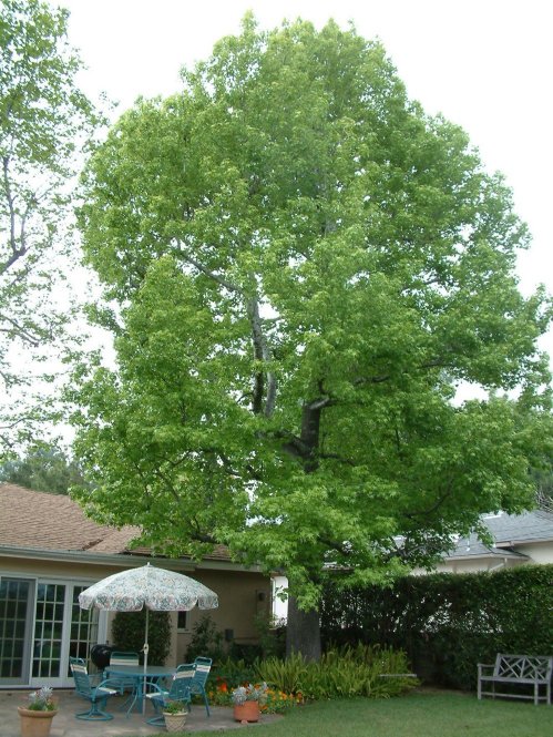 Liquidambar, American Sweet Gum