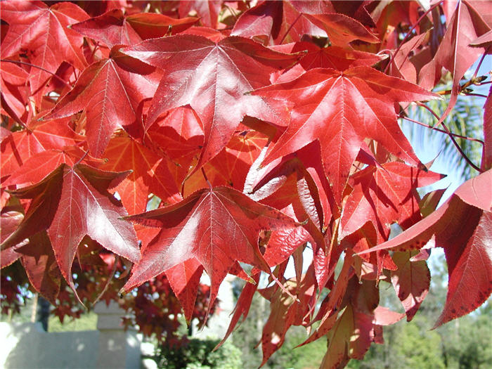 Liquidambar styraciflua 'Burgundy'