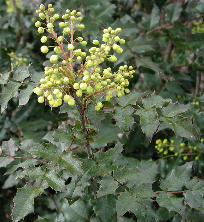 Oregon Grape