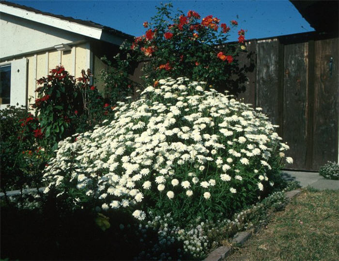 White Lady Marguerite