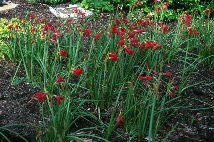 Crowned Peruvian Lily