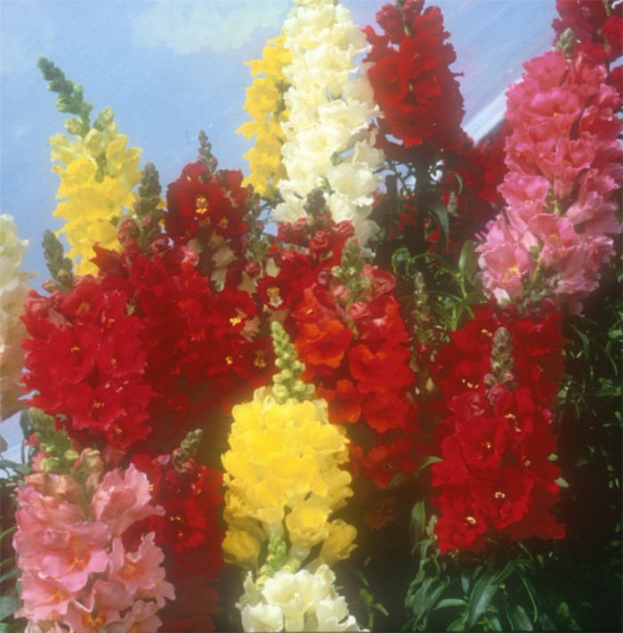 Snapdragon