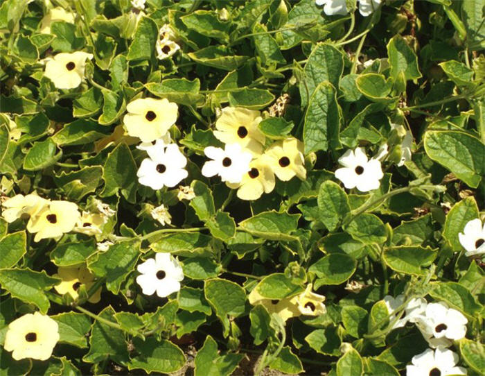 Black-Eyed Susan Vine