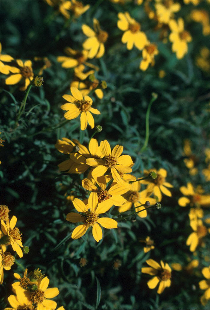 Calliopsis, Annual Coreopsis