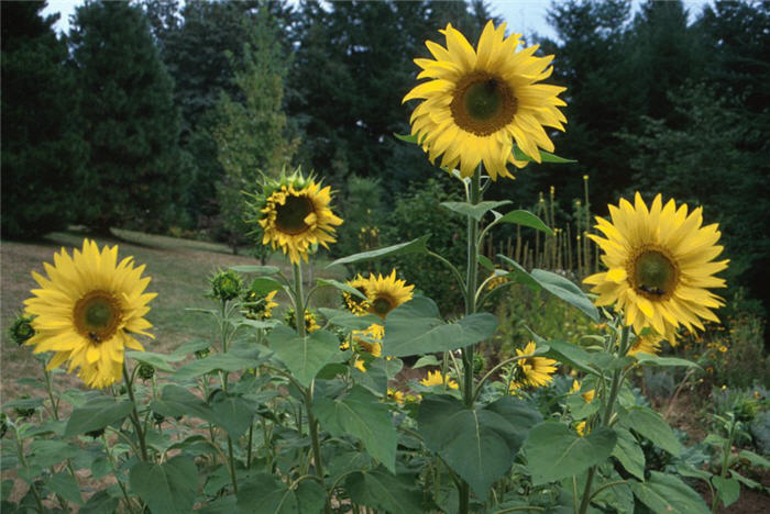 Common Sunflower