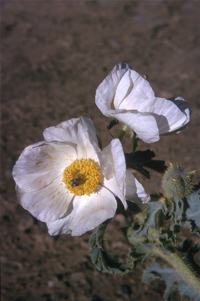 Prickly Poppy