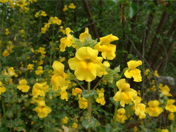 Streamside Monkey Flower