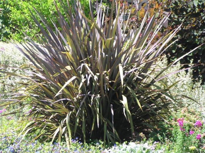 New Zealand Flax, Purple