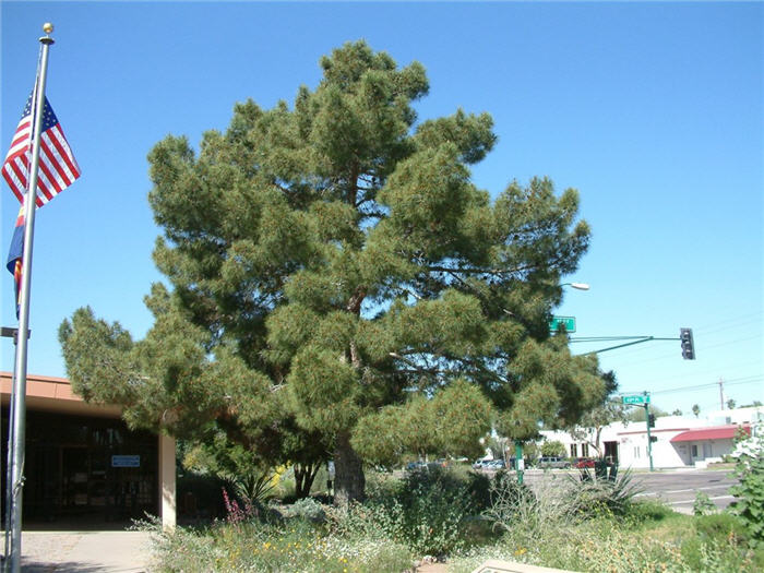 Plant photo of: Pinus halepensis