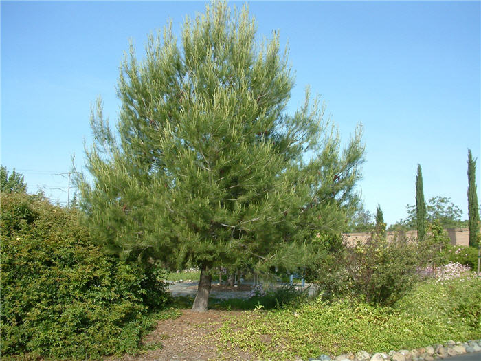 Plant photo of: Pinus halepensis