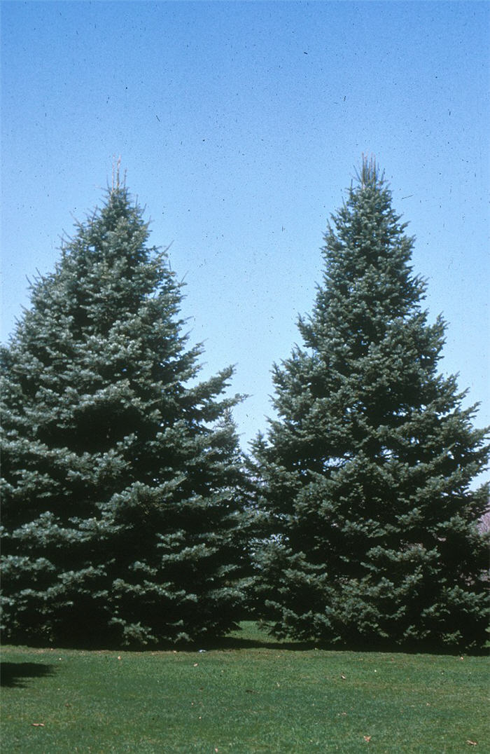 Abies concolor