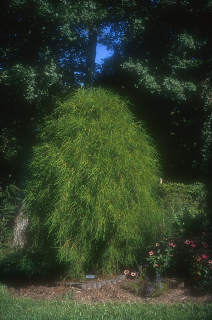 Oriental Arborvitae