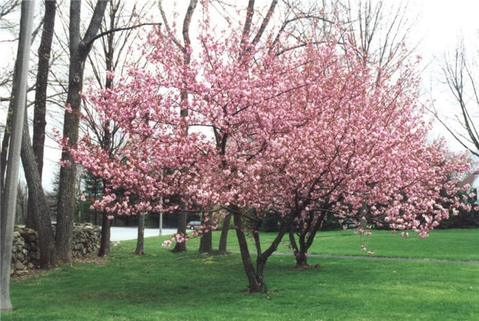 Plant photo of: Prunus serrulata 'Kwanzan'