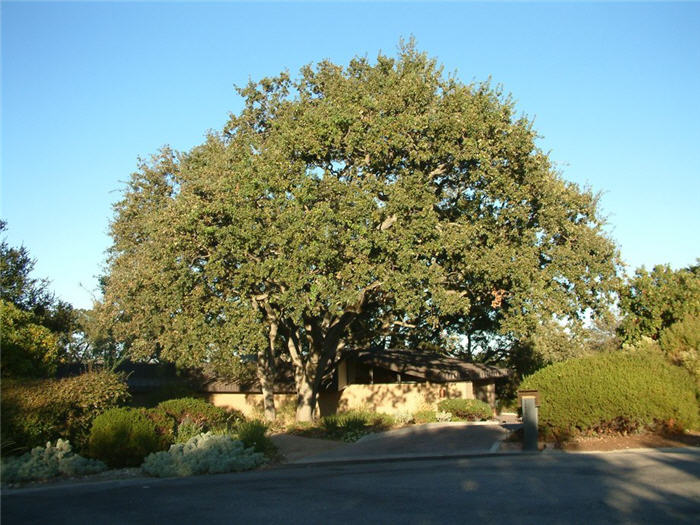 Quercus agrifolia