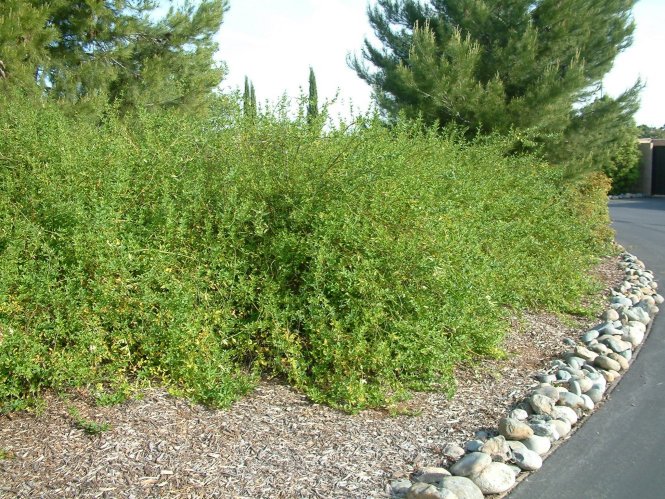 Plant photo of: Jasminum mesnyi