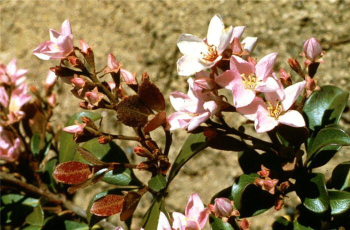 Rhaphiolepis indica 'Rosea'