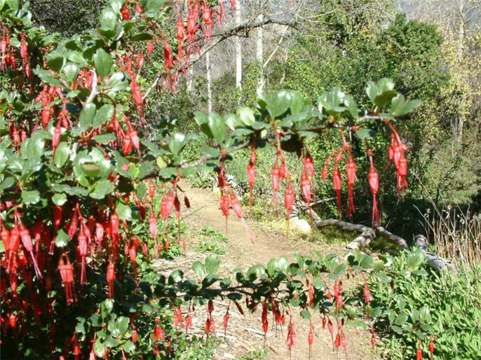 Fuchsia-Flowering Gooseberry