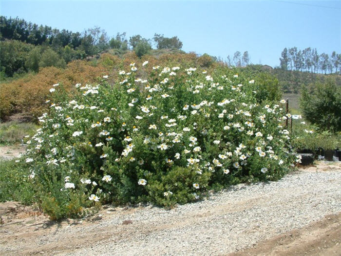 Matilija Poppy